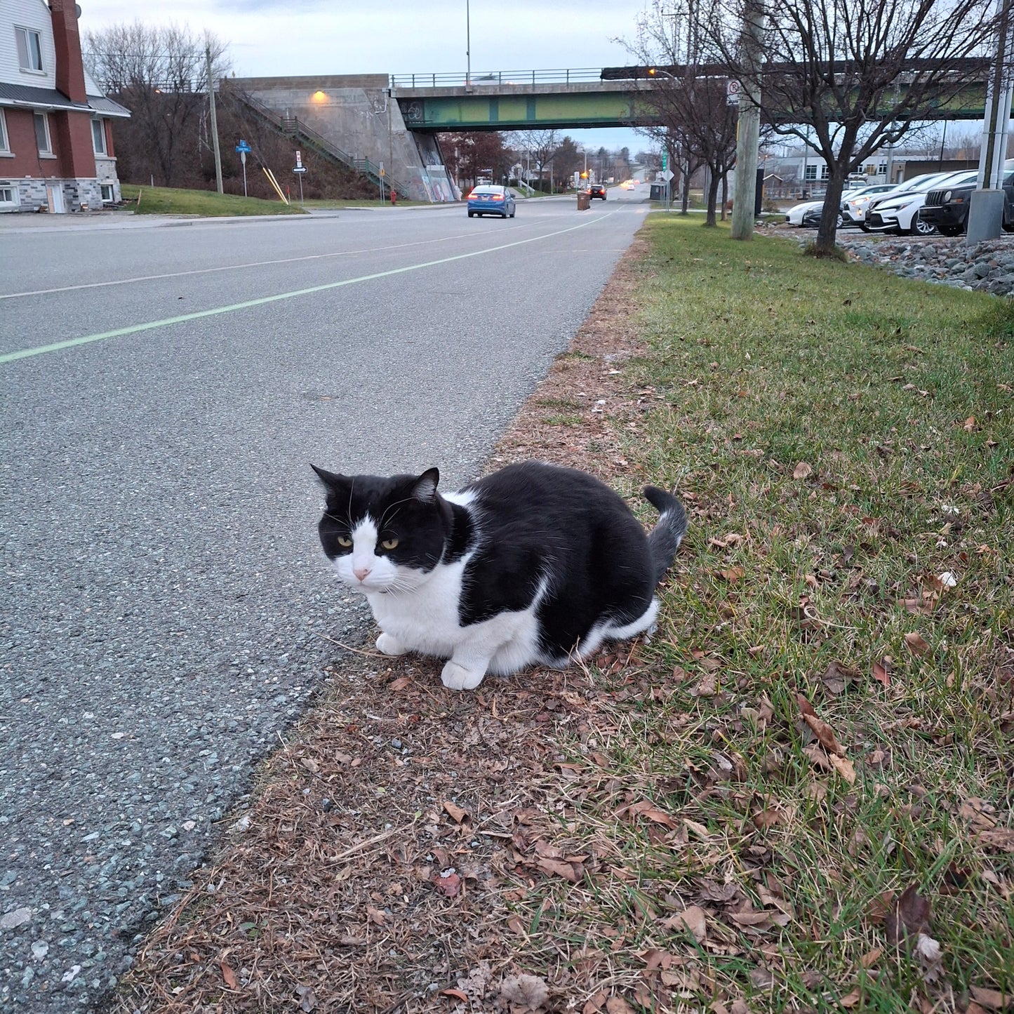 The cat (View Strom Spa)