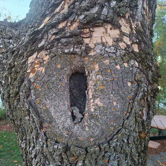 2025-10-11 17:47 (Vue V1)