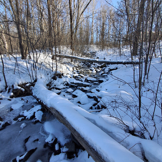 2026-01-24 (Vue Grenouille) 🐸